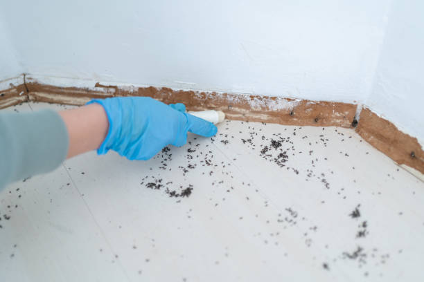 Best Pest Removal Services  in Mountain View, AR